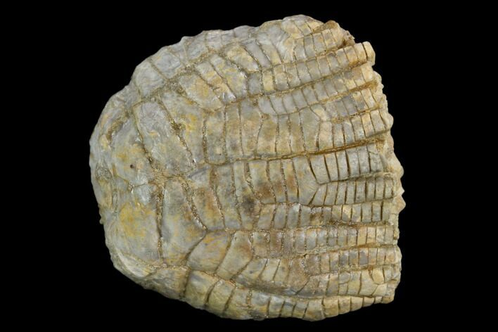 Fossil Crinoid (Zeacrinites) - Alabama #122381